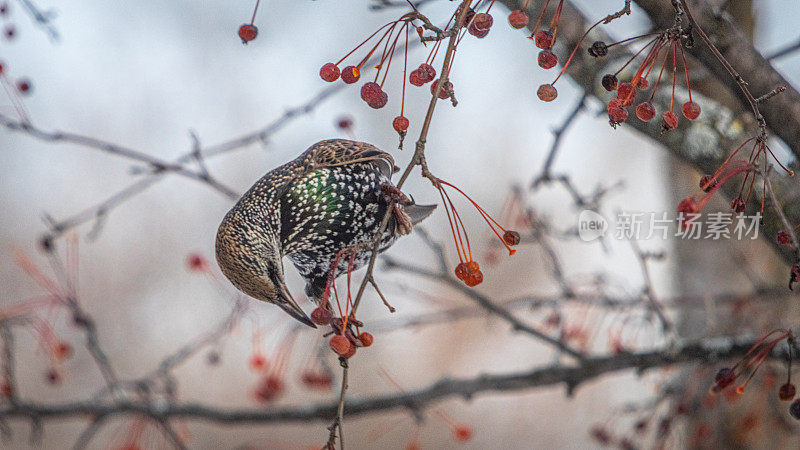 海鸥(Sturnus vulgaris)，普通燕八哥，平托椋鸟。